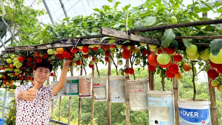 Doublez le rendement de vos tomates avec ce simple astuce en 5 étapes !