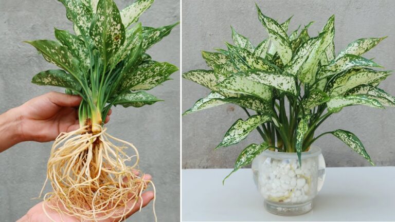 5 astuces pour propager vos plantes aquatiques et purifier l&rsquo;air intérieur