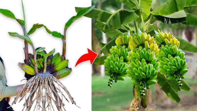 5 astuces pour greffer des bananiers et obtenir des fleurs et fruits rapidement !