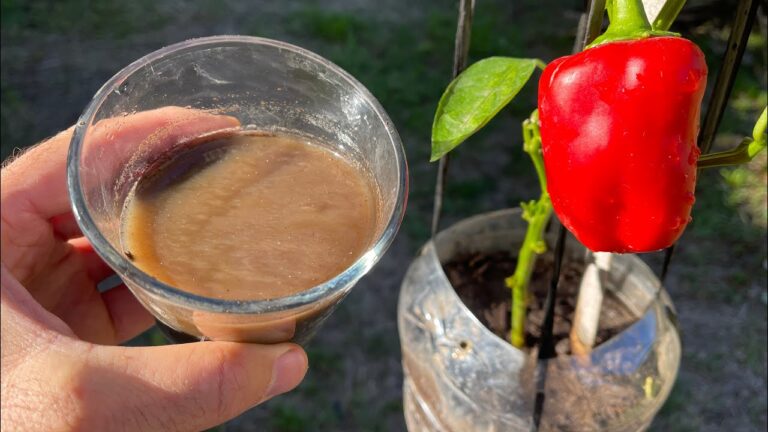 Boostez vos plantes en pot : 3 fertilisants naturels pour un jardin florissant !