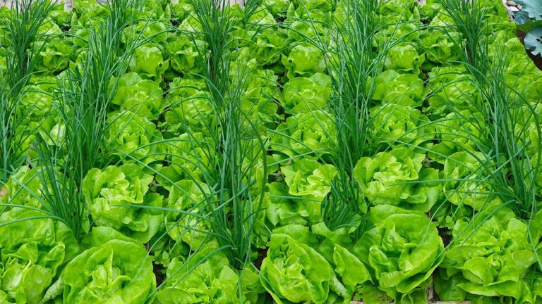 5 techniques astucieuses pour maximiser votre espace avec les plantes