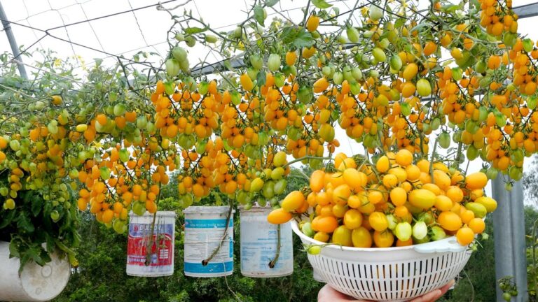9 astuces pour cultiver des tomates facilement et sans jardin !