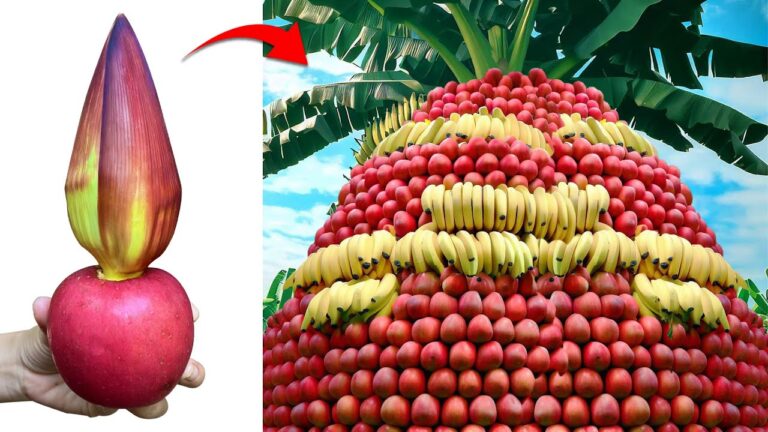 Découvrez 5 étapes simples pour greffer un bananier avec un pommier !