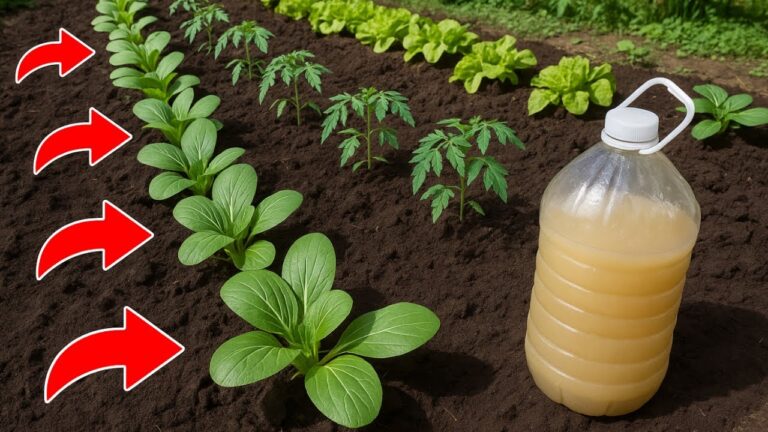 Boostez vos tomates : 5 astuces pour un engrais facile et rapide !