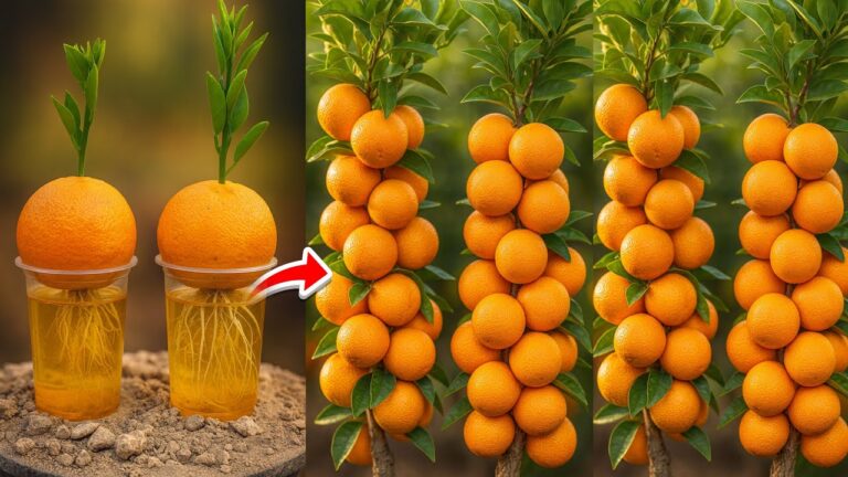 Faites pousser 5 orangers chez vous avec cette méthode étonnante et simple !