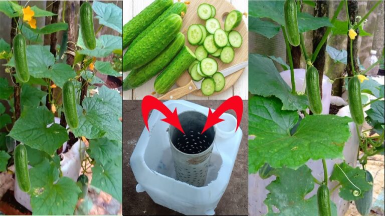 Cultiver 5 concombres dans des pots en plastique chez soi facilement !