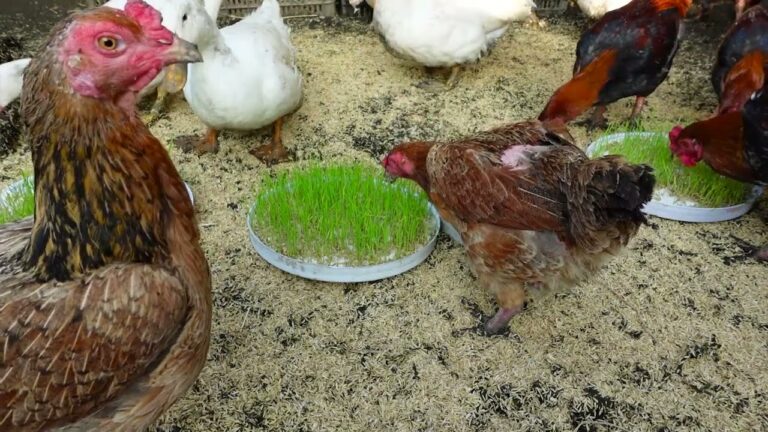 5 étapes simples pour faire pousser des pousses de riz à la maison