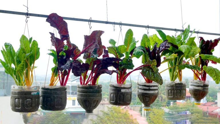 Transformez 3 bouteilles en plastique en un potager coloré de bettes suisses !