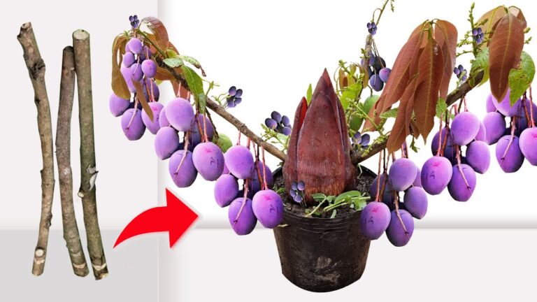 Faites pousser 5 manguiers à partir de fleurs de bananier, une idée créative !