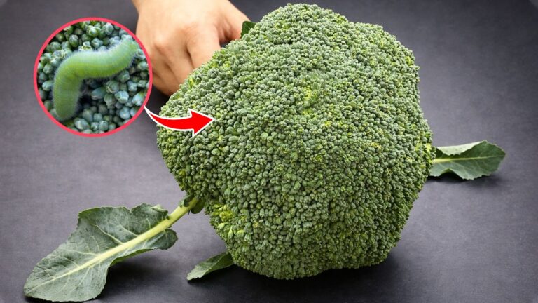 5 erreurs à éviter en lavant le brocoli pour le rendre encore plus savoureux !
