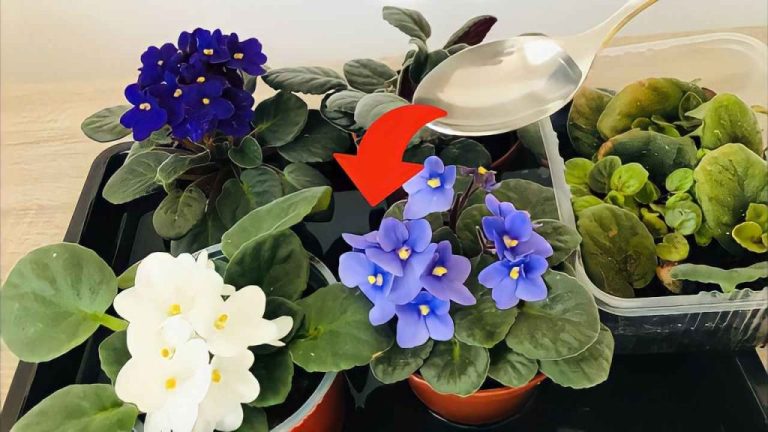 Enrichissez vos violettes : le secret d&rsquo;une floraison éclatante