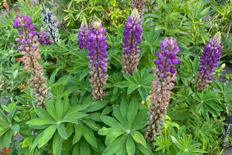 Lupins flétris ? Voici comment préparer votre jardin pour l&rsquo;année prochaine