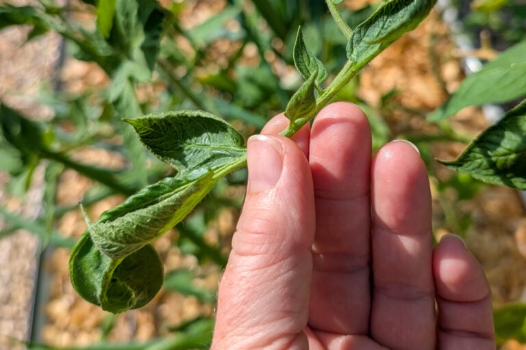 Pourquoi les feuilles de tomate se recroquevillent ? Identifiez le problème et réparez rapidement