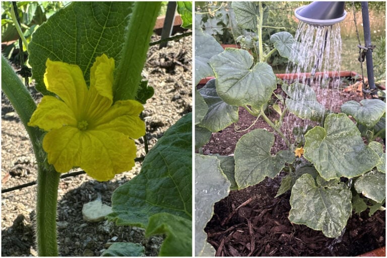 Que faire lorsque vos concombres commencent à fleurir : 5 étapes clés