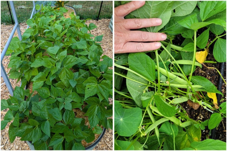 Cultivez des haricots : astuces pour une récolte exceptionnelle