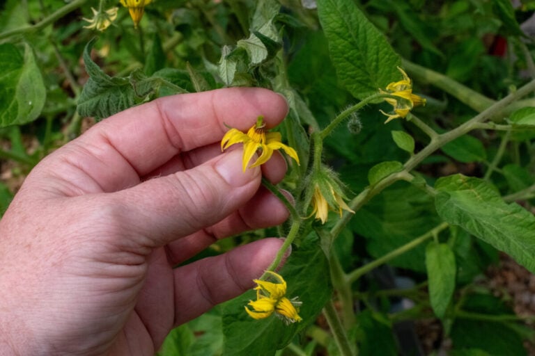 La chaleur extrême tue le pollen – Comment continuer à cultiver des légumes pendant une canicule