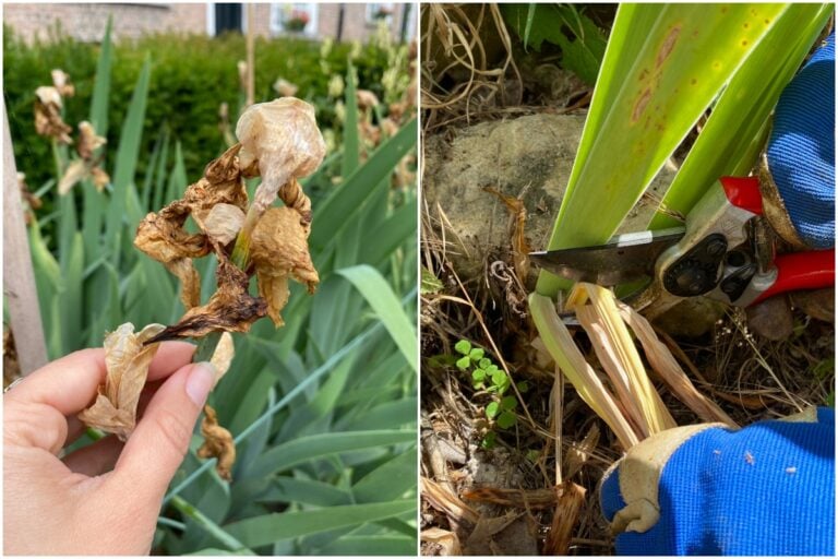 Soins des iris après la floraison pour des fleurs épanouies l&rsquo;an prochain