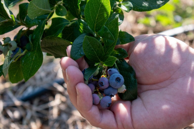 Variétés de myrtilles à cultiver pour des baies géantes et plus sucrées