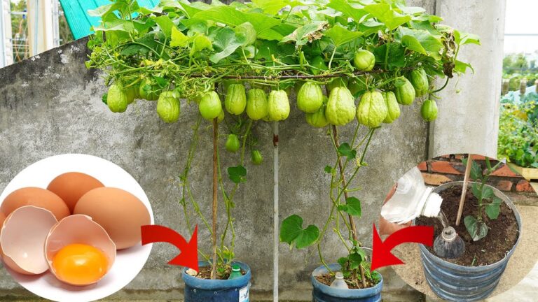 Cultiver 5 chayotes en contenants : facile et généreux en fruits !