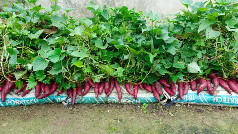 5 étapes pour cultiver et cuisiner des patates douces dans des sacs de terre !
