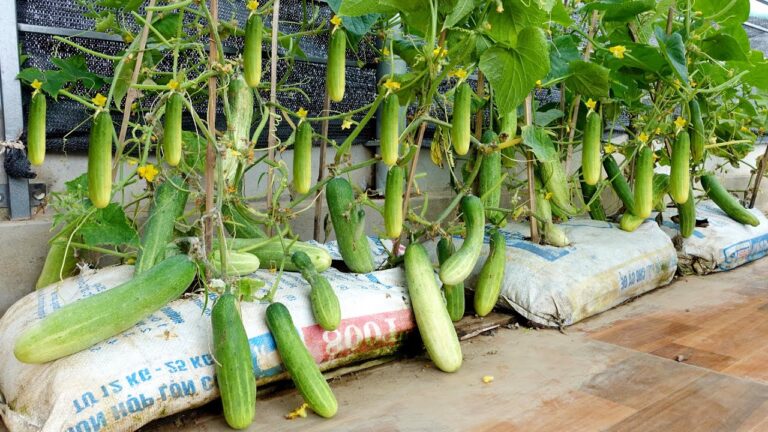 5 astuces pour cultiver des concombres en terrasse avec un rendement optimal