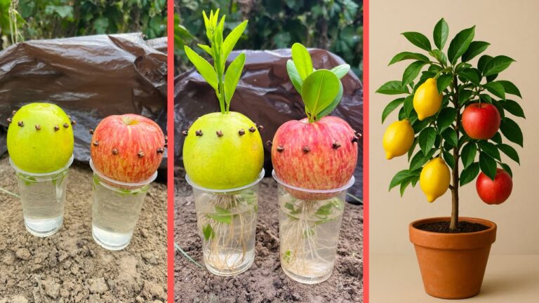 Cultivez 2 fruits surprenants sur un même arbre : l&rsquo;exceptionnel citronnier-pommier !