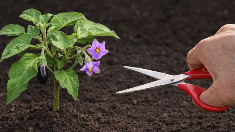 5 techniques infaillibles pour faire grandir vos plantes de betterave rapidement !