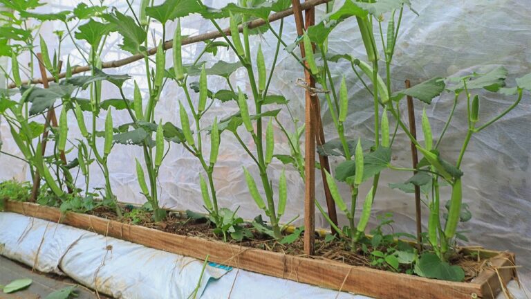Cultivez 10 variétés d’abela sur votre terrasse pour une récolte abondante et savoureuse !