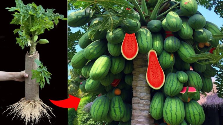 Gagnez 3 fois plus de fruits en greffant pastèque et papaye avec ces techniques secrètes !