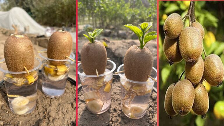 Faites pousser des kiwis en 5 étapes faciles avec des hormones bio et des bananes !