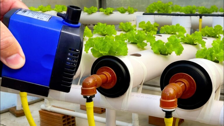 5 étapes pour créer un système d&rsquo;hydroponie facile chez soi !