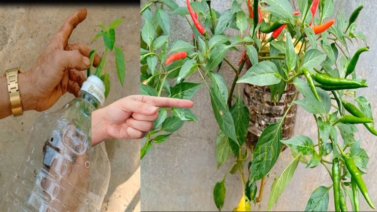 5 astuces pour cultiver des piments dans des bouteilles suspendues à la maison
