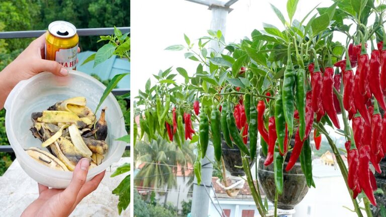 Cultivez 10 piments dans des bouteilles et récoltez toute l&rsquo;année !