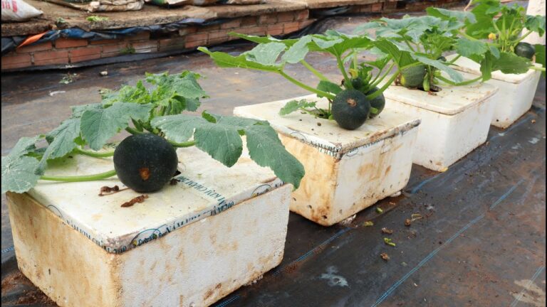 5 étapes simples pour cultiver des courges dans une boite à sauce !