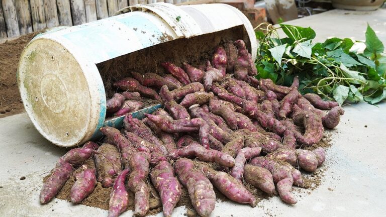 Cultivez 5 variétés de patates douces pour en profiter toute l&rsquo;année !