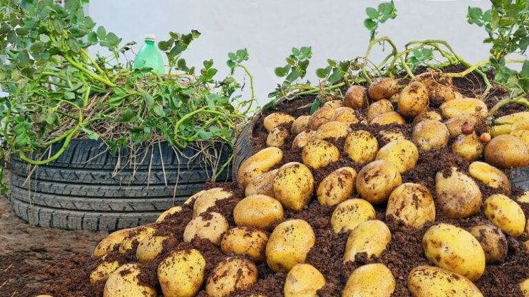 Cultivez jusqu&rsquo;à 50 pommes de terre avec cette méthode astucieuse de pneus recyclés !