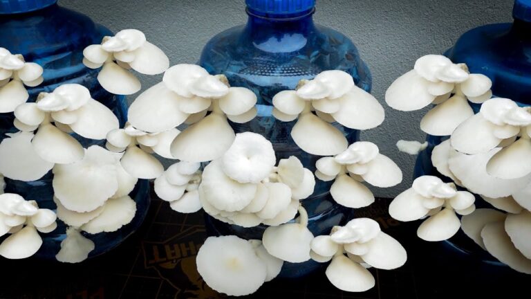 Cultivez 5 variétés de champignons dans des bouteilles en plastique chez vous !