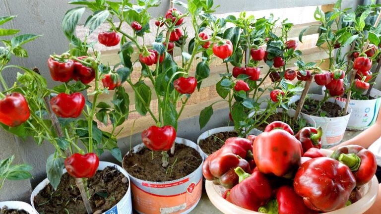 Cultivez 5 variétés de poivrons résistants à la chaleur sur votre terrasse facilement !