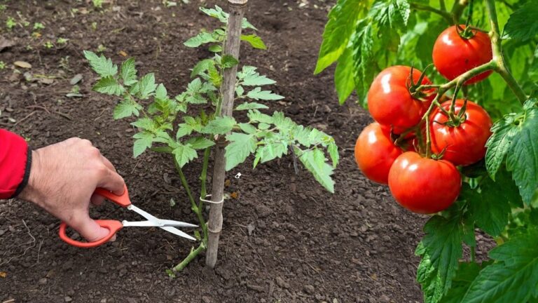 5 astuces pour faire pousser vos tomates en un temps record !