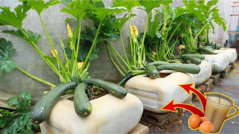 Cultivez 5 courges géantes dans une boîte en plastique avec lait et œufs !
