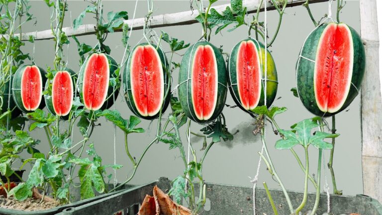7 astuces pour cultiver des pastèques à la maison et obtenir une récolte abondante