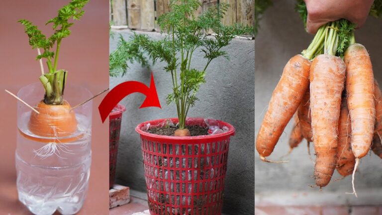 Cultivez 10 fois plus de carottes avec des tiges recyclées en un temps record !