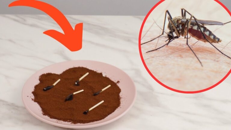 Éliminez 5 astuces simples pour chasser les moustiques de votre balcon en un rien de temps !