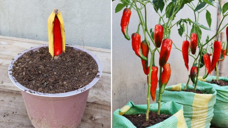 Boostez votre jardin : 5 astuces pour faire pousser des piments dans des bananes !