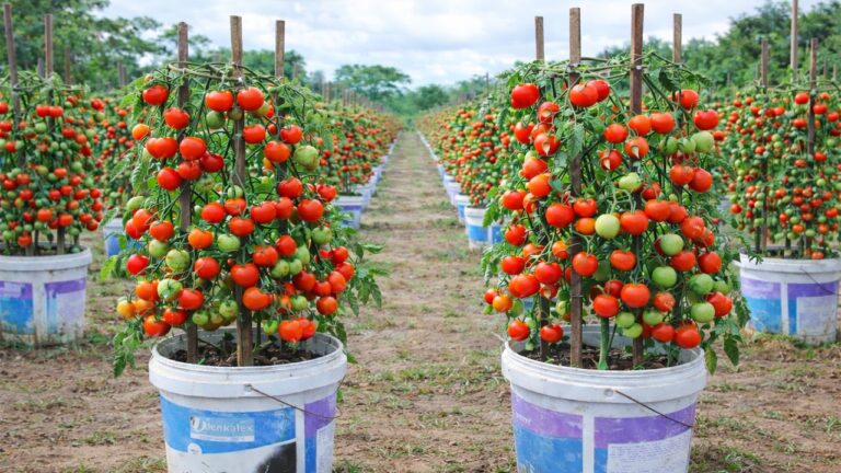 10 astuces pour cultiver des tomates en pot toute l&rsquo;année !