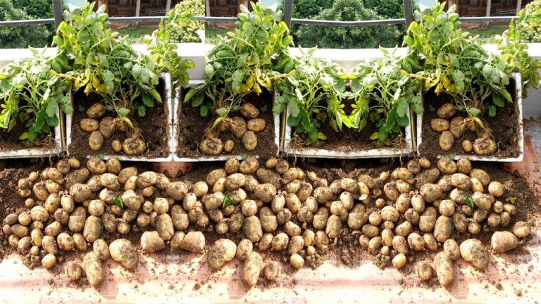 Découvrez 5 astuces géniales pour ne plus acheter de pommes de terre au marché !