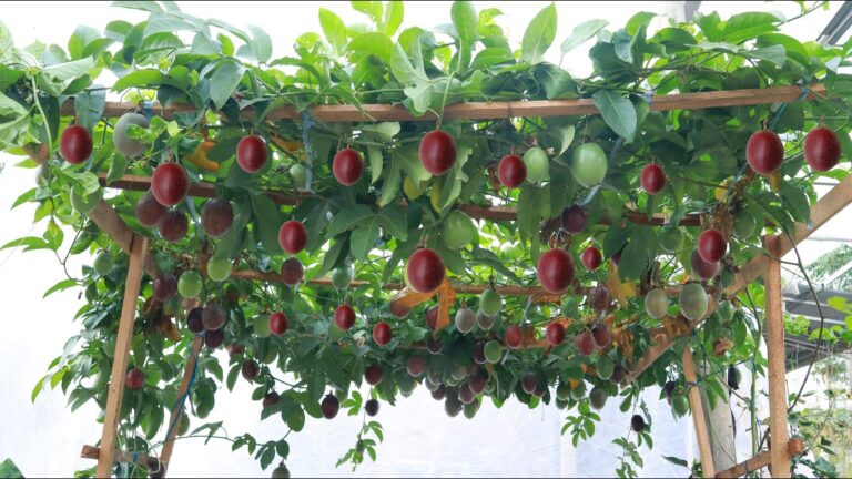 Cultivez 5 passionn fruits chez vous facilement et régalez-vous avec leur goût délicieux !