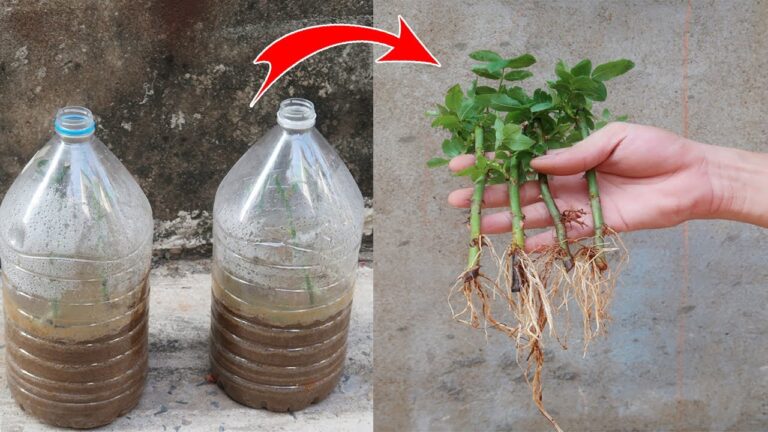 7 étapes simples pour faire pousser des roses à partir de boutures dans des bouteilles en plastique