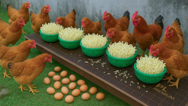 Découvrez 5 astuces pour faire germer des pousses de haricots pour vos poules !