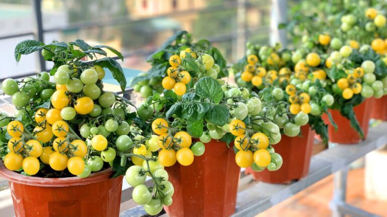 11 astuces simples pour cultiver des tomates à haut rendement sans effort